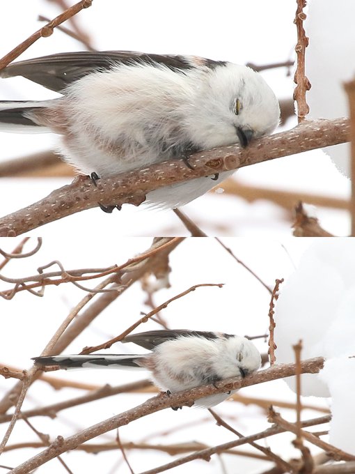 こんなシマエナガちゃん初めて見ました その枝になりたい 顔をこすりつけて眠るシマエナガが完全に天使 ねとらぼ