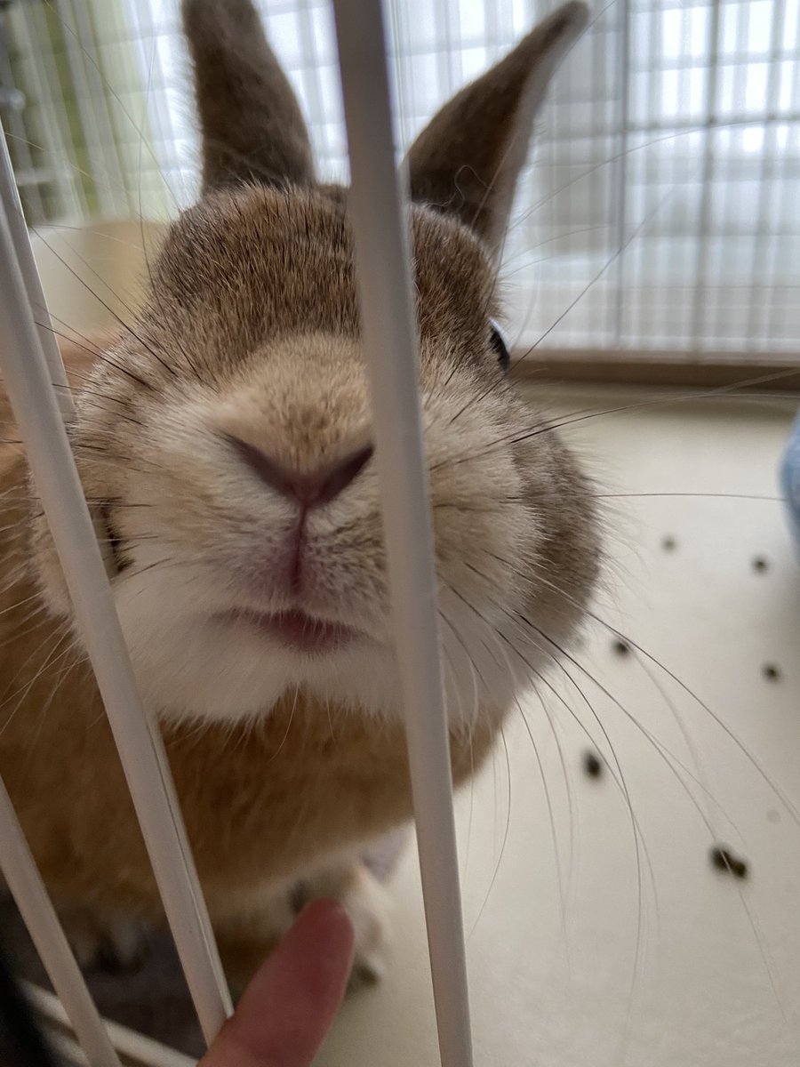 出産してから、明らかにはづき🐰と過ごせる時間が減ったなぁ〜…😭😭😭
スキマ時間でも はづき🐰と接しようとするものの なかなか…🌀
時間やりくり下手な飼い主でスマヌ😞