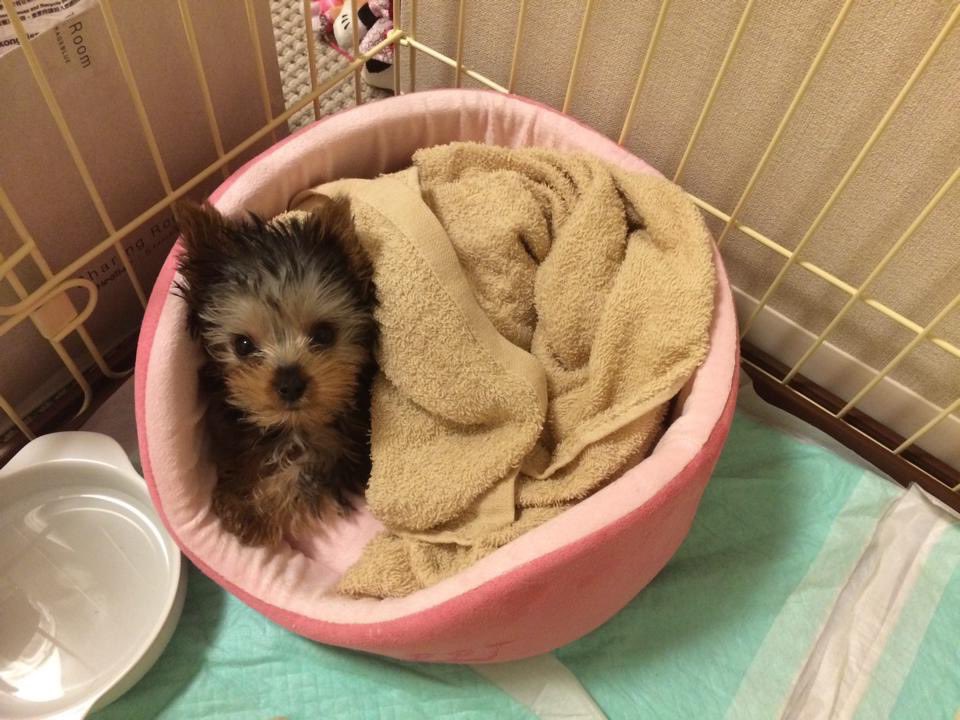 メイちゃん マリくんの赤ちゃん時代 あまりにも甘えん坊すぎて さっき 甘えん坊 犬種 で検索したらこれ ヨークシャーテリア T Co Zyber58bd6 Twitter