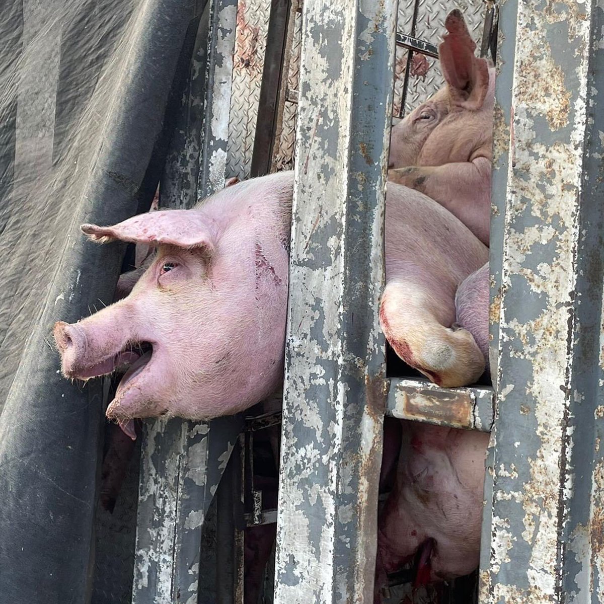 BeAnimalHeroes's tweet photo. En este momento un trailer que lleva cerdos al matadero ha volcado en la carretera México-Cuernavaca. 

Mientras los animales sean vistos como mercancía estos accidentes seguirán ocurriendo. 

Si quieres ayudarlos, prueba sacarlos de tu plato.

#HazteVegano #DefendemosAnimales https://t.co/iKbpJeC0cY