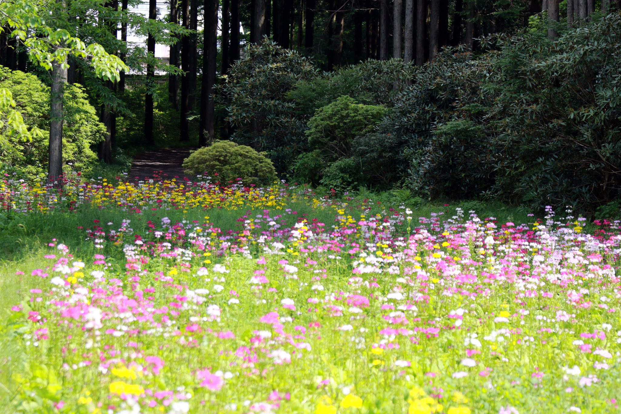 富士花鳥園 22 06 04 中国中南部の高地に自生していた キバナクリンソウ と日本原産の クリンソウ の混合植栽 朝霧高原で育てていると キバナクリンソウが遅れて咲くので開花のピークがずれ 全体の鑑賞期間が長くなります 富士花鳥園 富士宮