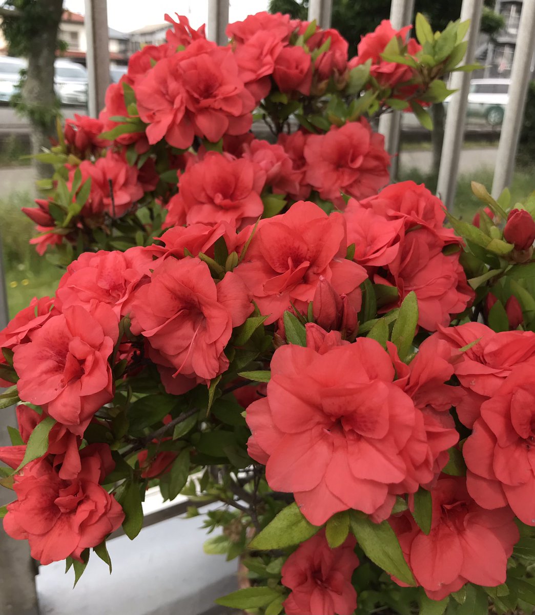nobarade333's tweet photo. ウチのさつきちゃん
満開です。
サツキは、ツツジの仲間ですが、
花は、ツツジより小ぶりで、
開花時期も、ツツジの咲き終わった後に、咲きます。
旧暦の皐月に咲くことから、
サツキいう名がつきました。
花言葉は「節制」
#サツキ
#flowers
#fleurs
#flowerstagram
#satsuki
#satsukiazalea https://t.co/c8m3xWwFAR
