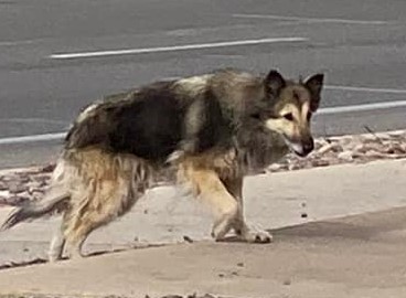 cathleen_cover's tweet photo. Please help bring Percy Home!
The couple that took Percy drove a vehicle similar to the one in this picture. Male: approx 6' tall, slender, caucasian, black hair. Woman: 5'4 to 5'6, medium build, shoulder length blonde hair, caucasian. Both mid 30s to 40s @whatsuptucson https://t.co/pxSAvhx1j2
