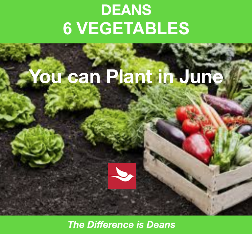 DeanInnovations's tweet photo. You can plant right now!
Zucchini, Parsnips, Tomatoes, Eggplant, Cucumbers, Okra &amp; Pumpkins. 
Needing some compost or soil, we’ve got exactly what you need.  
We are open seven days a week &amp; ready to lend a hand!
503 281-1637  located at 6400 SE 101st. Ave, Portland, OR 97266 https://t.co/wApVu8SRJ8