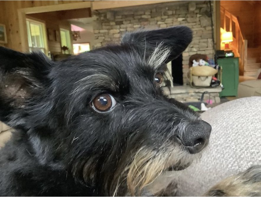 wcswett's tweet photo. Buckwheat, the world’s smartest dog, prefers to be called Mighty Wooliff! https://t.co/jbJCSN51bf