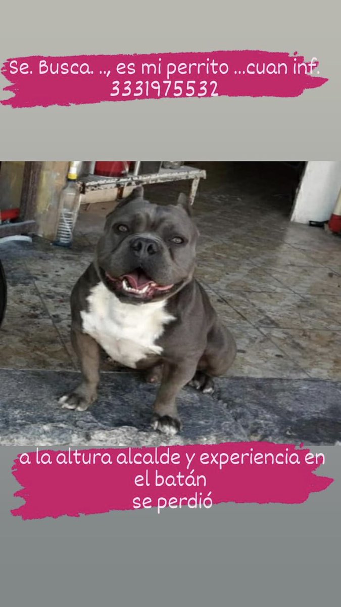 pame_figueroa89's tweet photo. Se perdio ayudanos a encotrarlo por favor @ExtraviaDog @GDLPatadeperro @BuscoMiPerroGDL https://t.co/w9PqnAT5o1