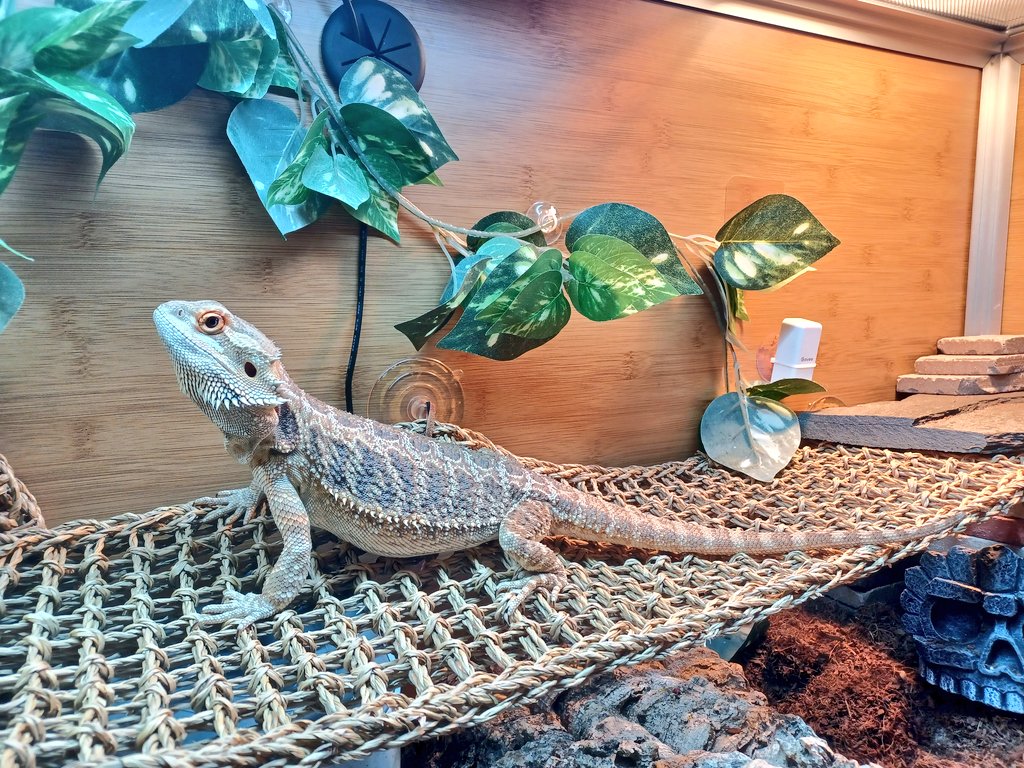 pseudo_dragon's tweet photo. It's my #gotchaday ! It's been a whole year since I came home with my Mum! We've come pretty far!
#pseudothedragon #pseudodragon #pseudo #dragon #beardeddragon #beardeddragonlife #beardie #beardielife #lizard #lizardlife #reptiles #reptile #scalelife #obsessed #love #oneyear https://t.co/nQtF8hBCj5
