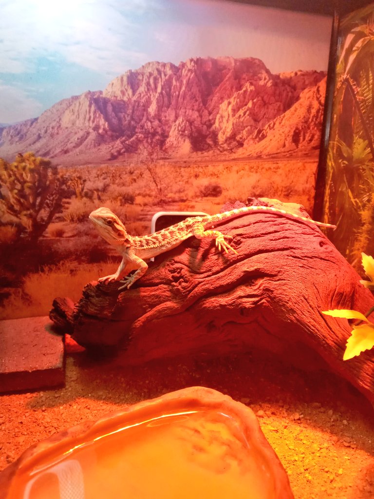 pseudo_dragon's tweet photo. It's my #gotchaday ! It's been a whole year since I came home with my Mum! We've come pretty far!
#pseudothedragon #pseudodragon #pseudo #dragon #beardeddragon #beardeddragonlife #beardie #beardielife #lizard #lizardlife #reptiles #reptile #scalelife #obsessed #love #oneyear https://t.co/nQtF8hBCj5