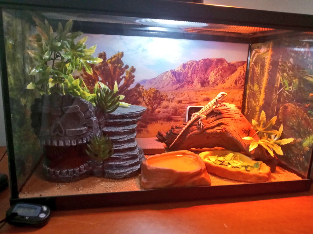 pseudo_dragon's tweet photo. It's my #gotchaday ! It's been a whole year since I came home with my Mum! We've come pretty far!
#pseudothedragon #pseudodragon #pseudo #dragon #beardeddragon #beardeddragonlife #beardie #beardielife #lizard #lizardlife #reptiles #reptile #scalelife #obsessed #love #oneyear https://t.co/nQtF8hBCj5