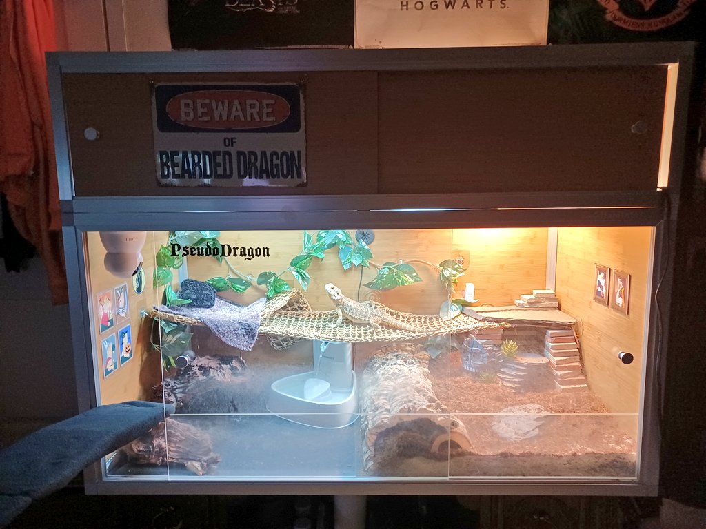 pseudo_dragon's tweet photo. It's my #gotchaday ! It's been a whole year since I came home with my Mum! We've come pretty far!
#pseudothedragon #pseudodragon #pseudo #dragon #beardeddragon #beardeddragonlife #beardie #beardielife #lizard #lizardlife #reptiles #reptile #scalelife #obsessed #love #oneyear https://t.co/nQtF8hBCj5