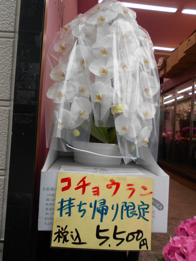 武蔵小杉 元住吉駅近くに移転 激安生花店フラワーマルシェのページ
