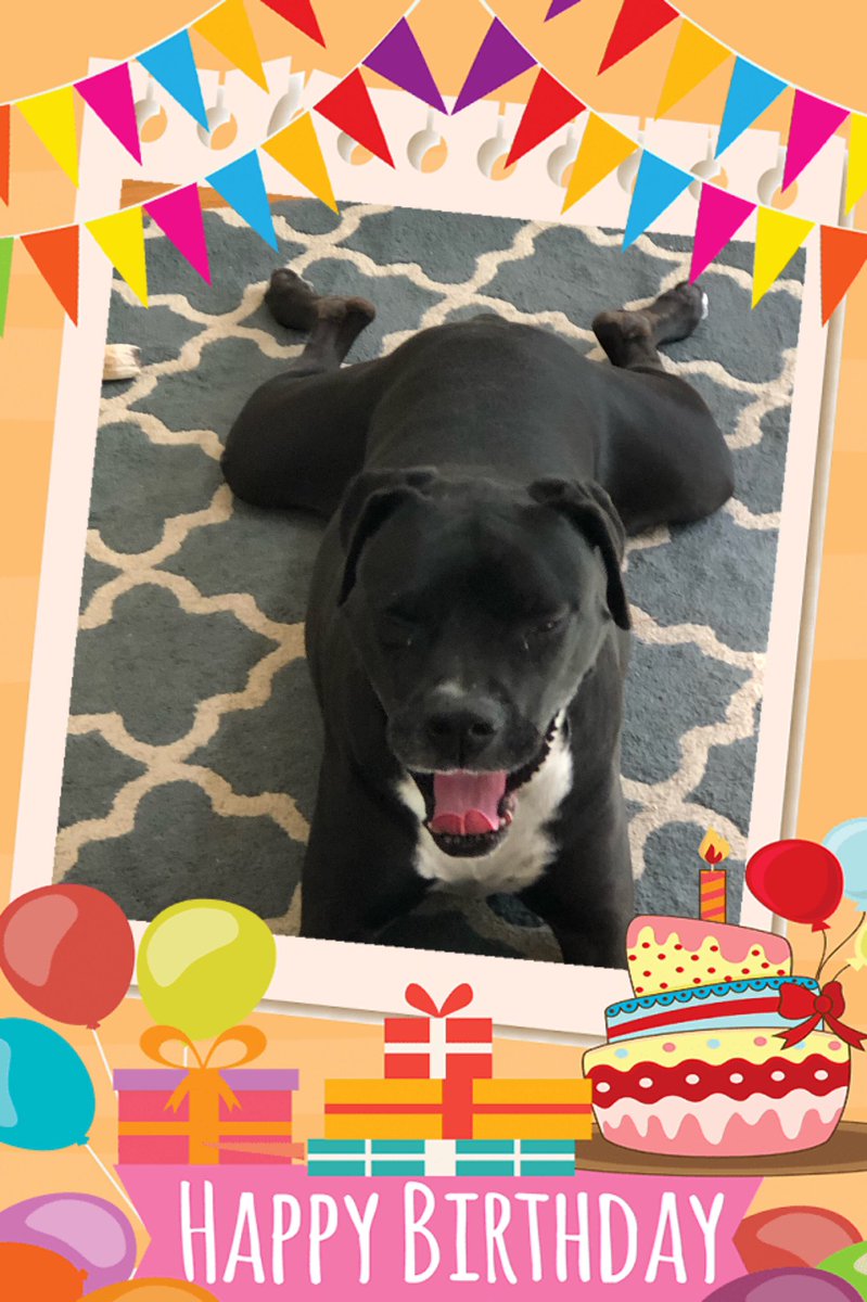 k9kayaks's tweet photo. Damon 💭
Today 8 years ago I was born that’s right today is my #Birthday 🐾🐾❤️🎂🍔🌭🦴🍖🍗🥩🥓🧀🥨

June 6th 2014 
#Boxador
#Boxadorable
#BigMoose 
#FrogLegs https://t.co/HxSCb8mkjg
