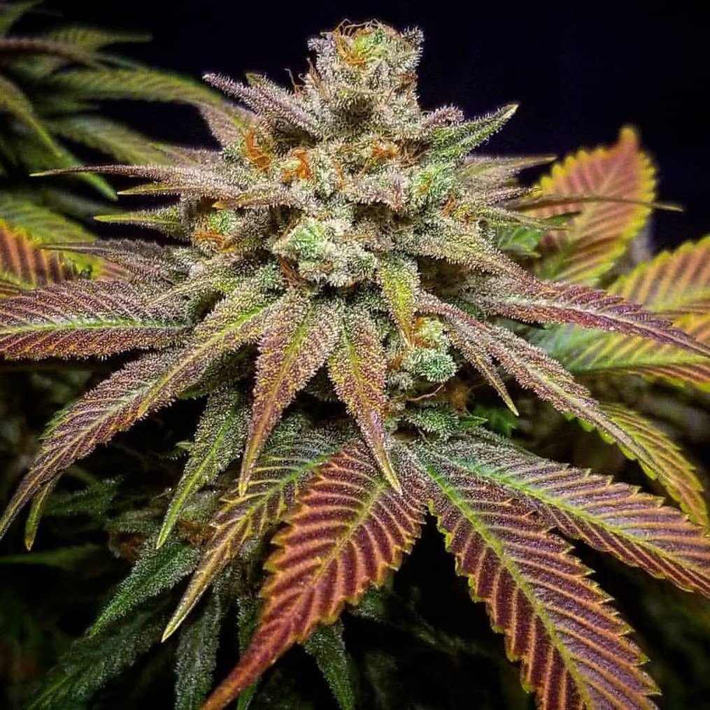NorthwestJay's tweet photo. My indoor ❄️❄️
#cannabis #420community #indoor #soilgrow #420life https://t.co/bmZuEsJmPe