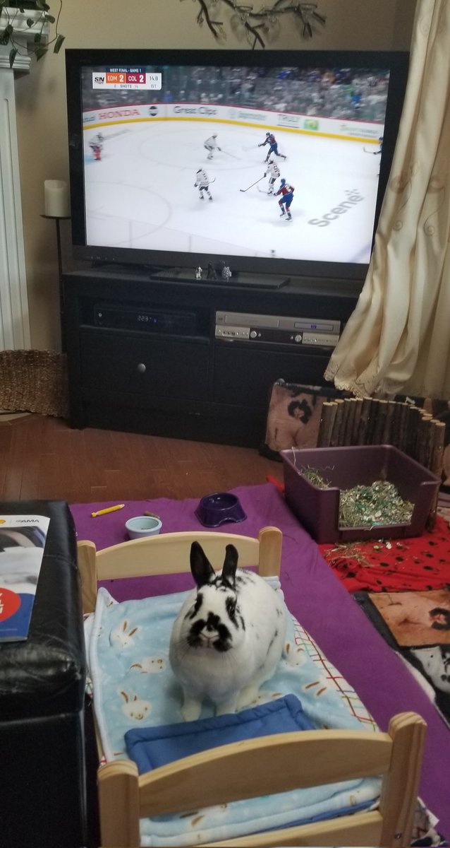 #stanleytweets Skye wants the Oilers to win the cup. It would mean so much to her #hockeybunny #bunniesoftwitter #rabbits
