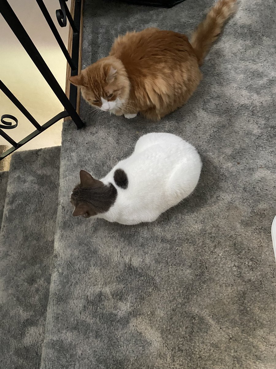 susanalmon's tweet photo. #guardcats hiding at the top of the stairs, watching the front door. My sign that someone had just delivered a parcel. https://t.co/MWULE6XSvX