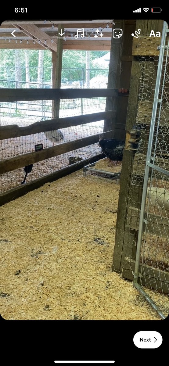 JenDowlingNews's tweet photo. The birds also watch “Turkey TV”, set up by staff on an iPhone or iPad.
🦃 “They like to watch movies,” said Stephanie Perciful, @Pasados Sanctuary Director. #turkeytv #pnw #birdquarantine #pasados #washington #safehaven #birdflu #birdtv #fox13 #fox13seattle @fox13seattle https://t.co/RC94HKKMS7