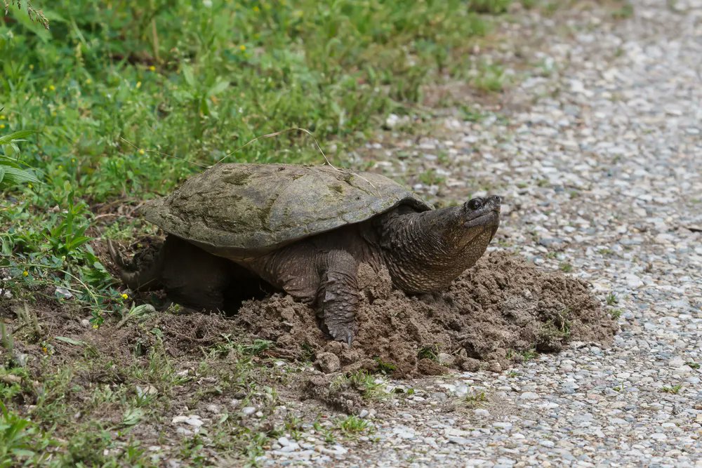 cottagelife's tweet image. Cottage Q&amp;amp;A: Protecting turtle nests
buff.ly/3NQGC4O
#TurtleNest #Turtles #TurtleConservation #Wildlife #WildlifeProtection #NestProtector