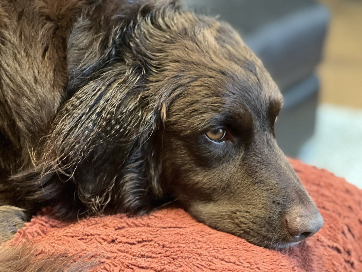 running_yc's tweet photo. I’m not sure what part of evolution gave dogs the frizzies when it rains but it makes rainy days that much better. 🌧☔️🐾 @dog_rates @darth #dogs #rainy #DogsofTwittter #yycdogs #pierredefurmat #goodhairday https://t.co/S0QYqdpClA