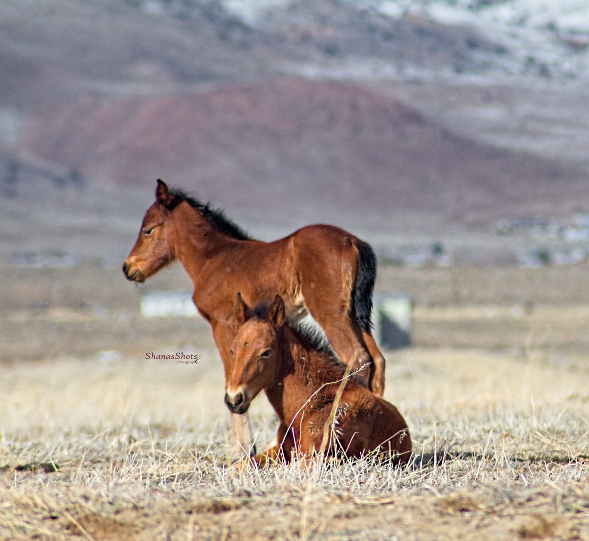 shanasshots's tweet photo. #VirginiaRange wild horses https://t.co/mbyoHs2VWi
