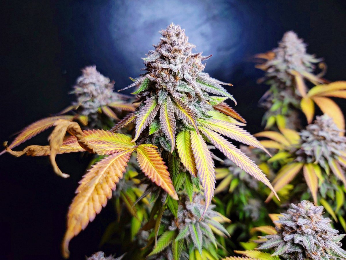 NorthwestJay's tweet photo. Purple pez indoor grow 
Using Lotus Nutrients 
https://t.co/gKTRu88HyK 
Code: NORTHWESTJAY 

#cannabis #420community #growyourown #420Life #cannabisharvest https://t.co/Ah6k73uQmJ