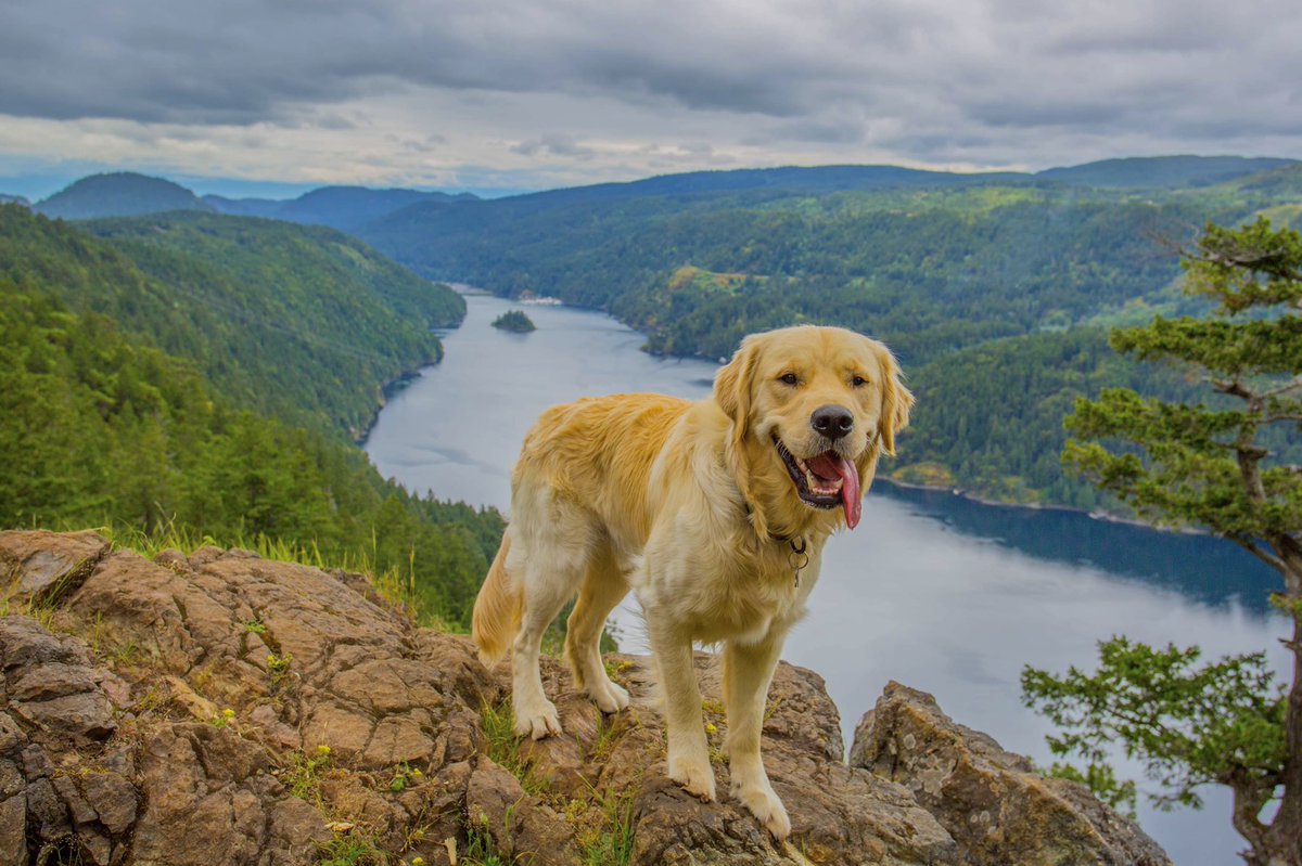 Jocelyn Hill lookout is 434m up and 9km round trip from the Caleb Pike parking lot via Holmes Peak. Roughly 4 hours with taking in the multiple viewpoints, a must do! #calebpike #jocelynhill #crd #hiking #hikingadventures #goldenretriever #vancouverisland #VictoriaBC #bestfriend