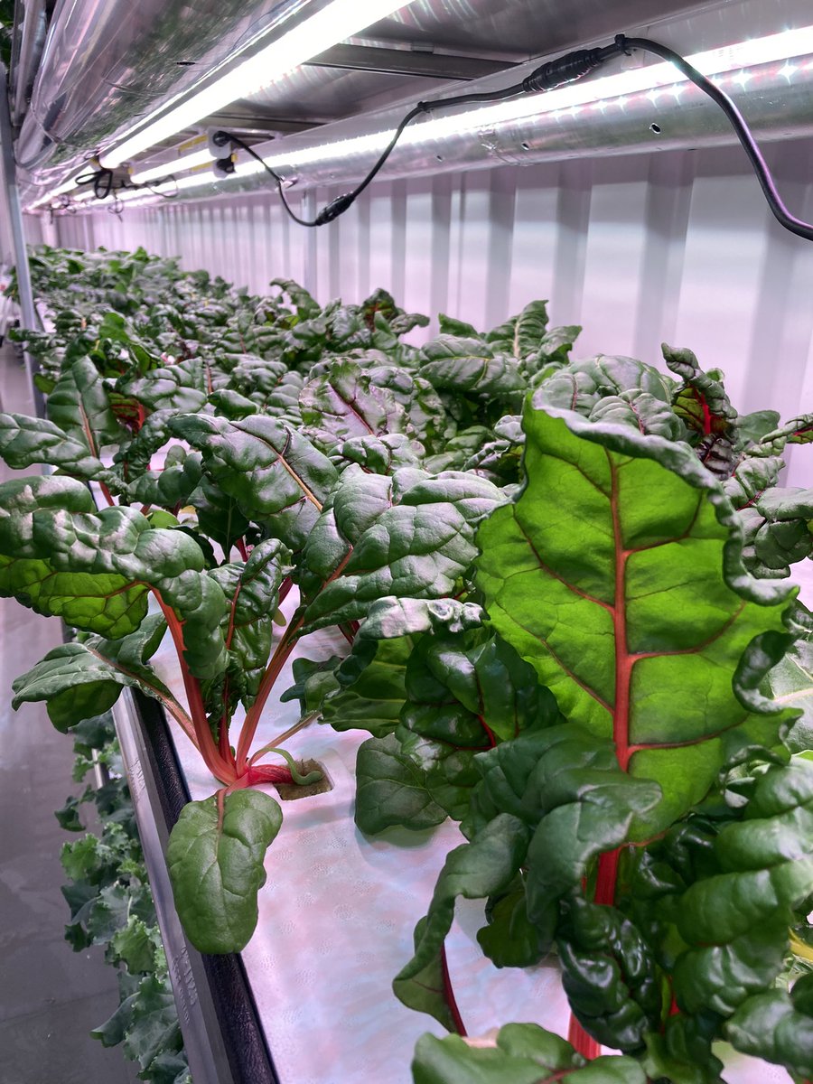 Prairie Principal, M. Ed tweet media