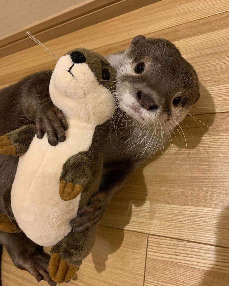 amih_im's tweet photo. sé diferente y regálame una nutria 🦦💗 https://t.co/HyNxyyzXyN