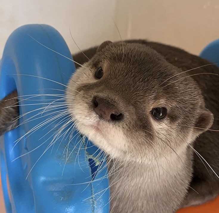 amih_im's tweet photo. sé diferente y regálame una nutria 🦦💗 https://t.co/HyNxyyzXyN