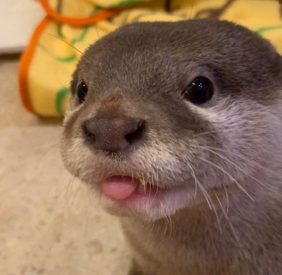 amih_im's tweet photo. sé diferente y regálame una nutria 🦦💗 https://t.co/HyNxyyzXyN