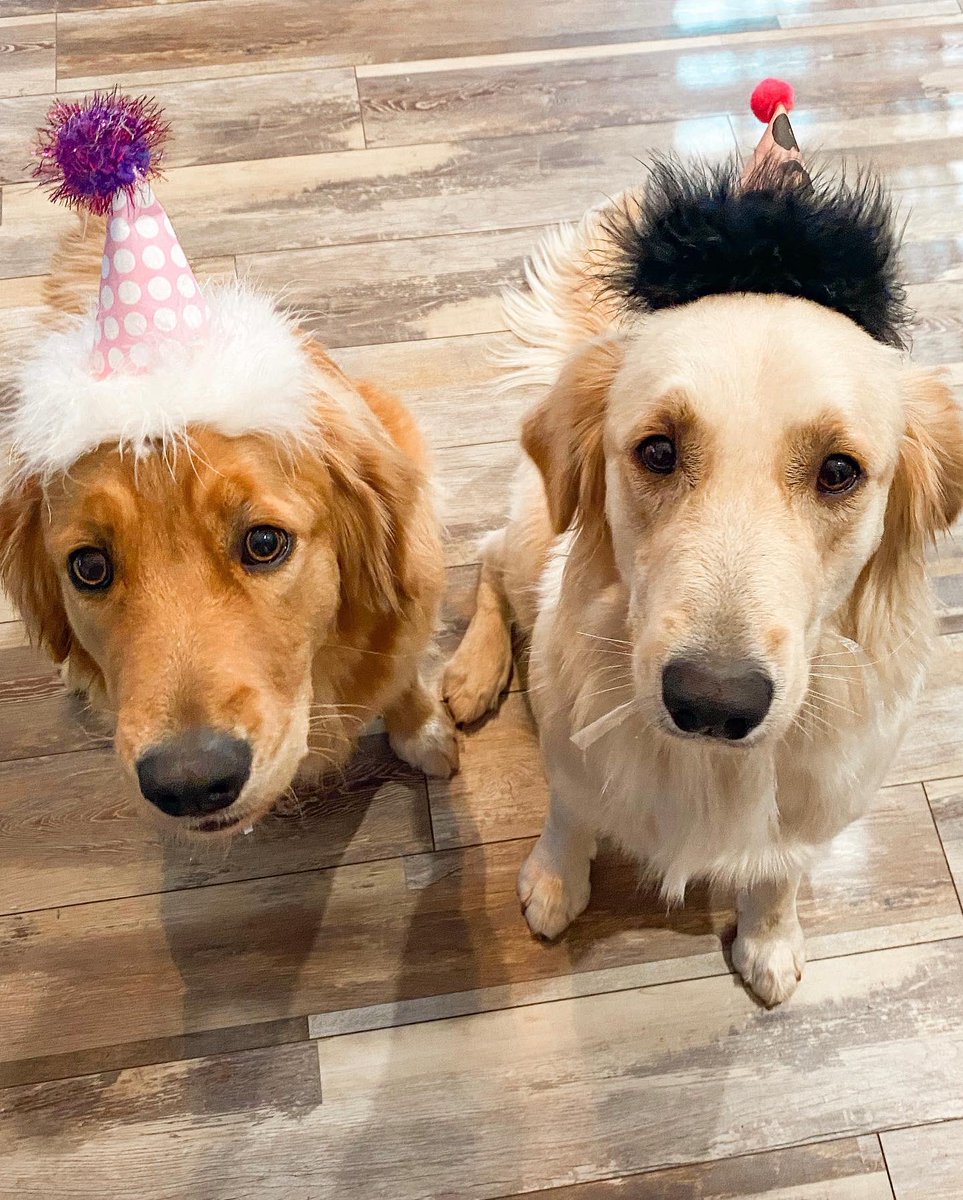 hbevv's tweet photo. Happy first birthday to my Piper 💖💖💖 https://t.co/xth3z4daVb