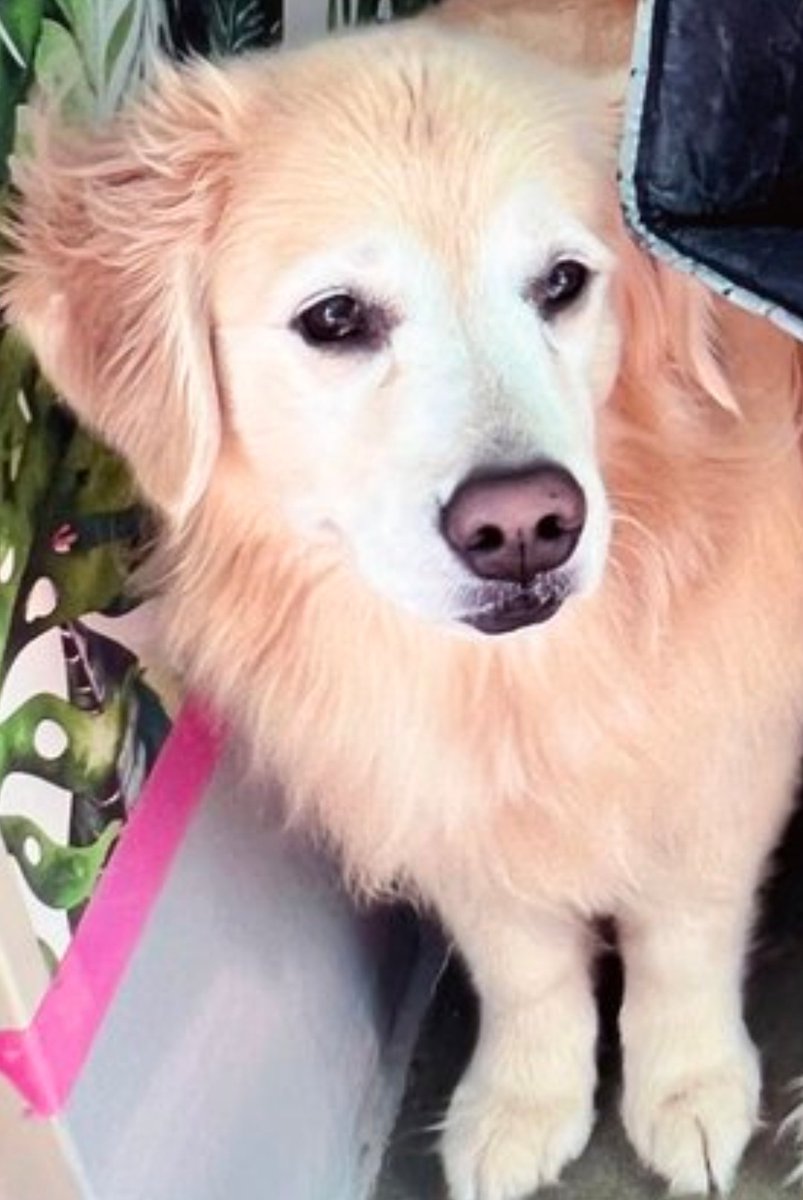 Venk Close-up tweet media