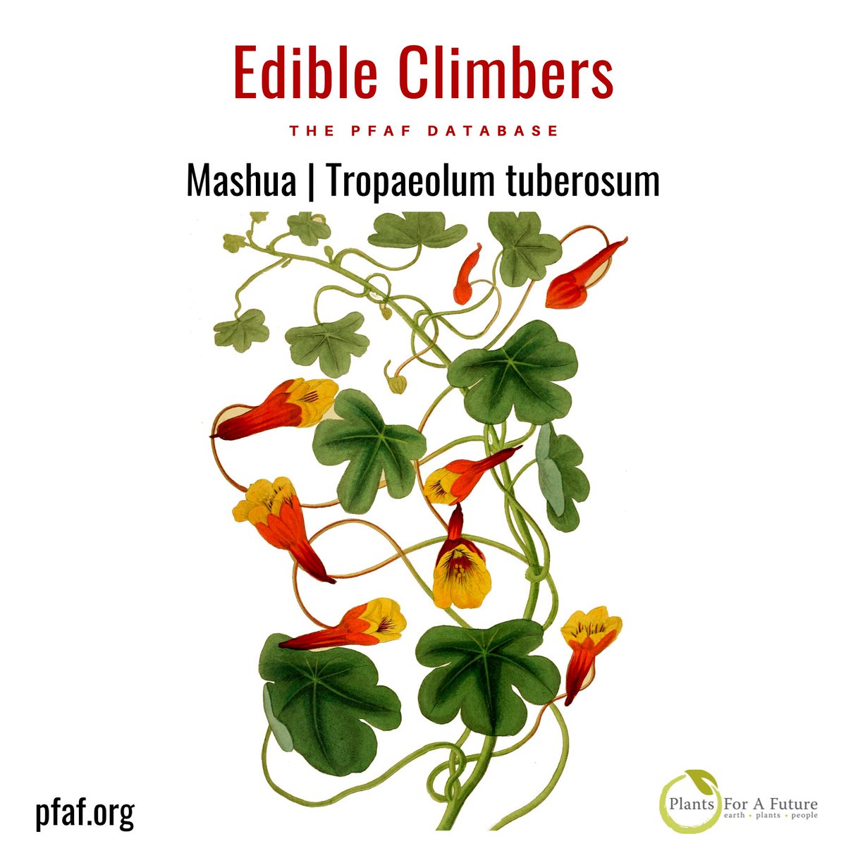 Edible Climbers | Mashua | Tropaeolum tuberosum. Mashua produces many edible tubers near the soil surface and can be quite heavy-yielding. In mild winter areas, the tubers can be left in the ground pfaf.org/plants/mashua-…