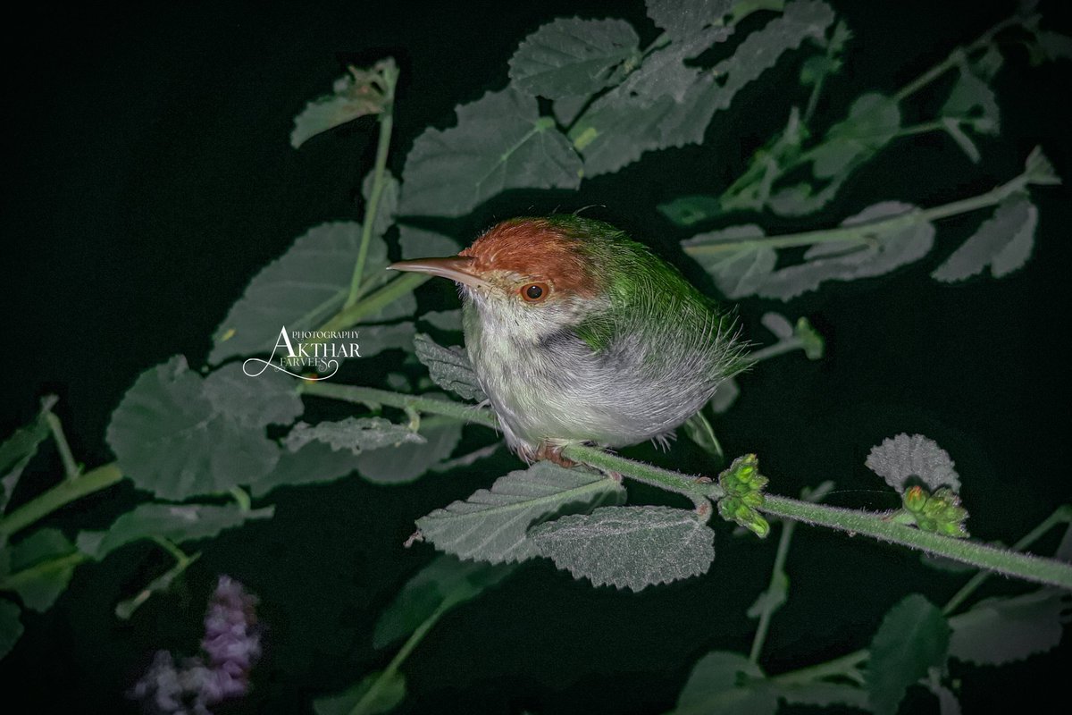 akfarvees's tweet photo. Bird on a tiny branch #BeautifulSriLanka https://t.co/P147smnYWJ