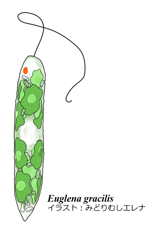 みどりむしエレナ Pc故障につき停滞中 011 ユーグレナ グラシリス 最も研究が進んでいる種類のミドリムシは Euglena Gracilisです 実験室で培養しやすいのが特長 なんと食用に生産もされています Gracilis は 細長い という意味らしい 確かに