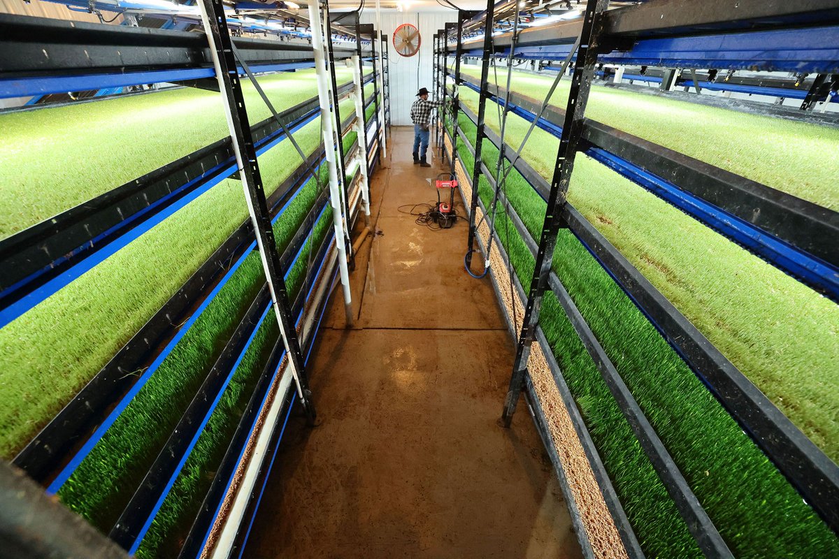 Amyjoi16's tweet photo. NEW: This technology enables agricultural producers to grow feedstuff 365 days a year using less than 1/10th the water it would take to grow 400 acres of hay. And it’s here in Utah. Could it help the Great Salt Lake? @HydrogreenInc @Phil_Lyman #GSLCollab https://t.co/DXTtffy9P2 https://t.co/OnVYtmmGtB