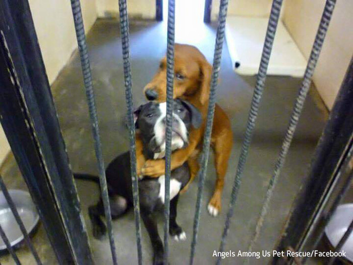 karapaia's tweet photo. 安楽死直前にギュッと抱き合った2匹の犬、SNSでその姿がシェアされ危機一髪で殺処分を免れる
https://t.co/bU1217FXle

できれば殺処分にはしたくない。それは職員だって同様だ。アメリカの公的動物避難所（シェルター）は、全ての動物を受け入れる義務があり… https://t.co/EJ78JyHj2y