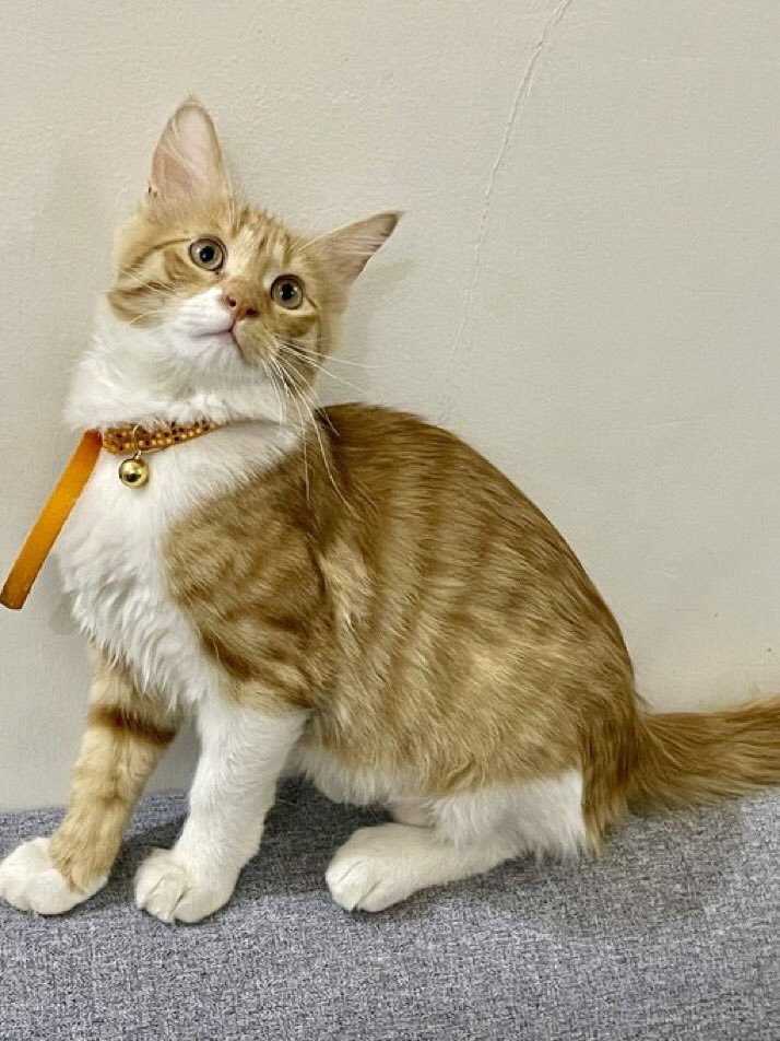 Yumnaraohanif's tweet photo. Riyadh. Male. 5 Months. Rescued cat up for adoption. 
Watsapp only: +966 547541211 https://t.co/98aoOgdVmh @TbnaaCats @RiyadhCats @RiyadhShelter @Ehsan_Team @RafahVoluntary @refq_ksa @ekb_9 @smaljohani @Bnota1886 @rt_10000000 @AbdullahFarahat
@lostnfound_sa @soft0paws https://t.co/dHqC9QjJis