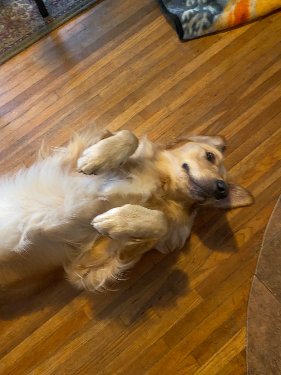 BestGoldenEver's tweet photo. Surprise! Mom says give me likes cause I’m the cutest when I lay like this 🥰 #thingsgoldensdo 🥰🥰 https://t.co/sMZQuCi9Qm