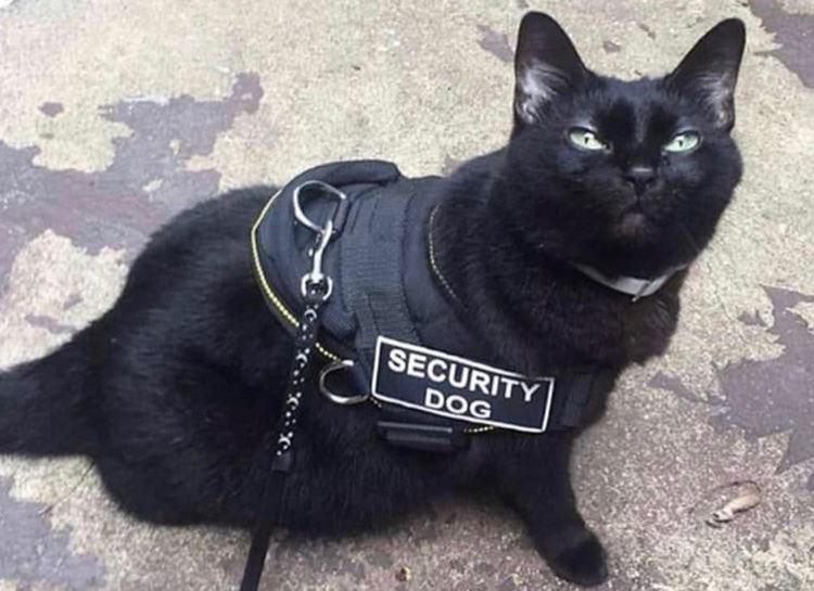 When you lie on your resume and still get the job