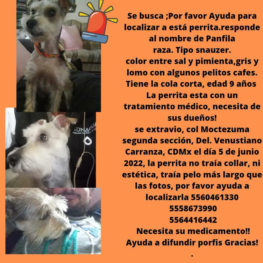 ZeroAbandonados (@abandonadoszero) on Twitter photo Perra blanca gris schnauzer perdida extraviada pelo largo (más q en foto) <a href="/colmocte/">Colonia Moctezuma</a> <a href="/A_VCarranza/">Alcaldía Venustiano Carranza</a> <a href="/ColMoctezuma/">MoctezumaColonia2a</a> Perra blanca gris schnauzer perdida extraviada pelo largo (más q en foto) <a href="/colmocte/">Colonia Moctezuma</a> <a href="/A_VCarranza/">Alcaldía Venustiano Carranza</a> <a href="/ColMoctezuma/">MoctezumaColonia2a</a>