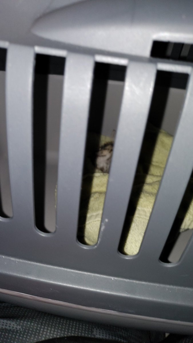 stinkyfrends's tweet photo. Munchkins baby Peety is really lethargic and unresponsive, this must've happened within the past hour. I'm taking him to the emergency vet.

 $acaketothepast, https://t.co/RgZUHw3hqU, venmo: acaketothepast

Im scared and don't have much and don't wanna lose him please rt &amp; spread https://t.co/uDPfECYer8
