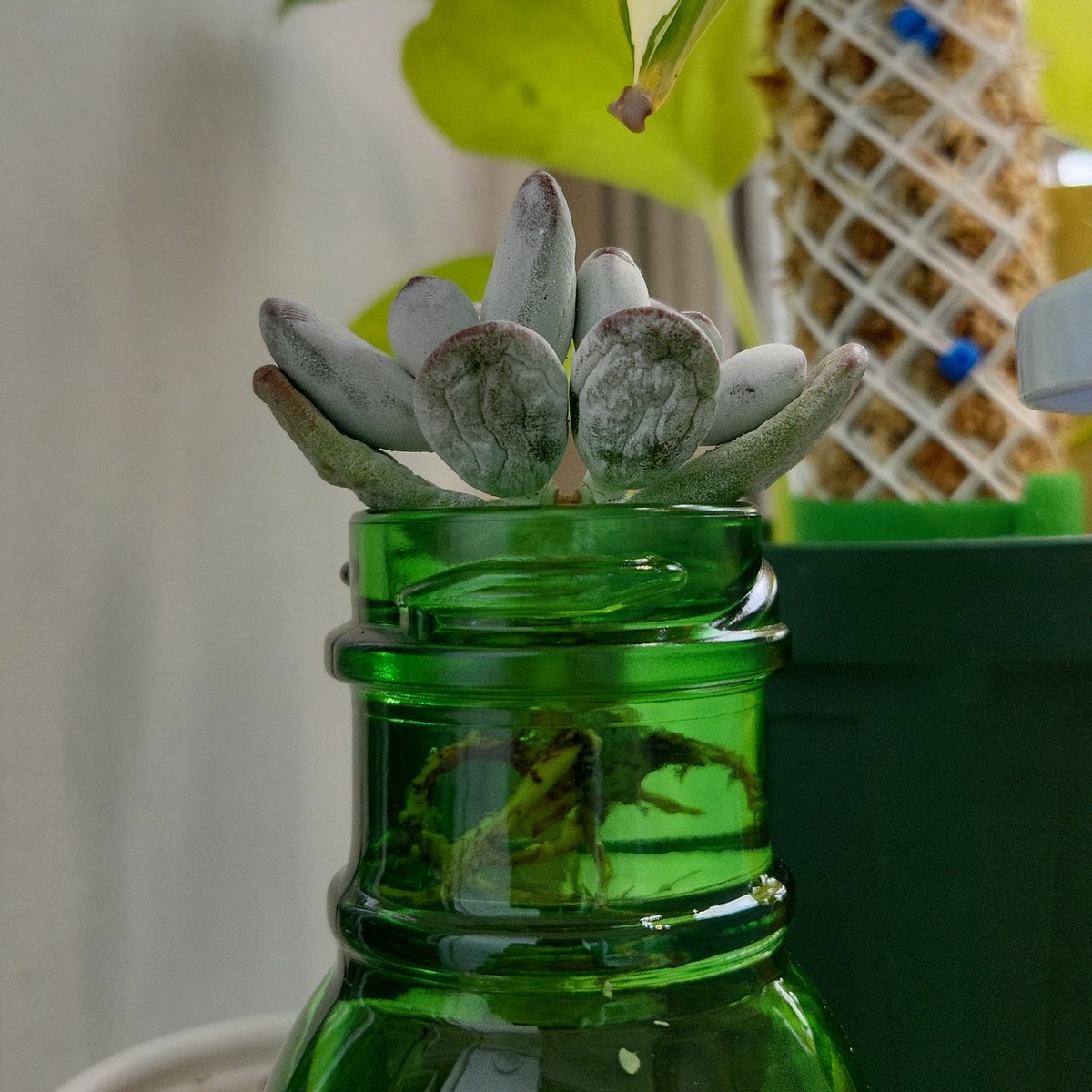 eb__gardening's tweet photo. 방울복랑. 쪼글거려 물을 너무 굶겼나보다 싶었는데 저면 해줘도 물을 못 먹기에 엎어보니 뿌리가 온통 말라죽음. 마른 뿌리 정리하고 수경으로 전환! 다육 수경은 처음이지만 생명력을 알기에 걱정은 안 된다. 얼른 살아나라~~~👍 https://t.co/iiPsHfv5WX