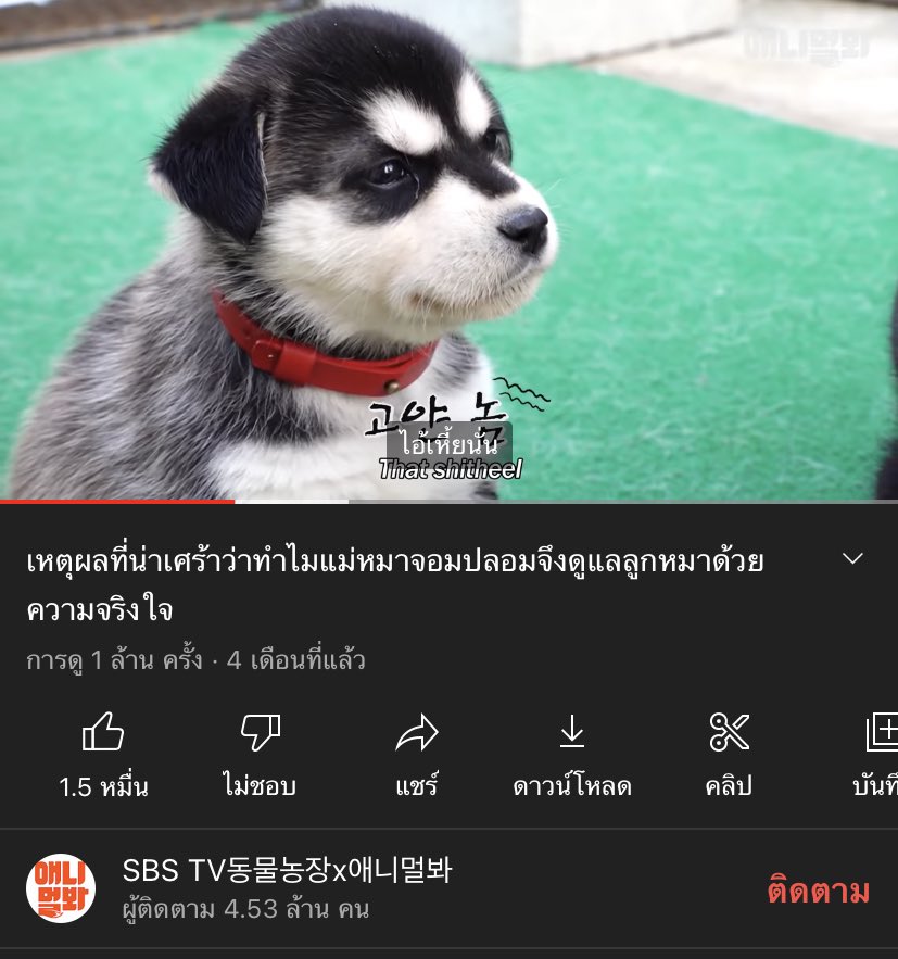 มึง ในคลิปคือลูกหมาตัวอื่นมากินอาหารชามของไอตัวนี้ แล้วดูซับขึ้น อิสัส น้องเกรี้ยวกราด55555555555555555