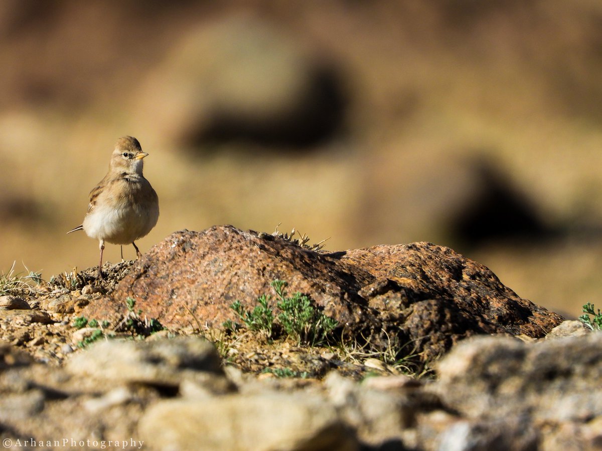 MThiksay's tweet photo. HUME'S SHORT TOED LARK

Inframe: Hume's Short Toed Lark

Gear Used: Nikon Coolpix P1000

#wildlifephotography #wildlife #nature #naturephotography #birdsofladakh #owlphotography  #recordshot #birdphotography #birdsofinstagram #shrike #natgeoyourshot #mountains 
@DoIC_UTLadakh https://t.co/Vabd7B8H93