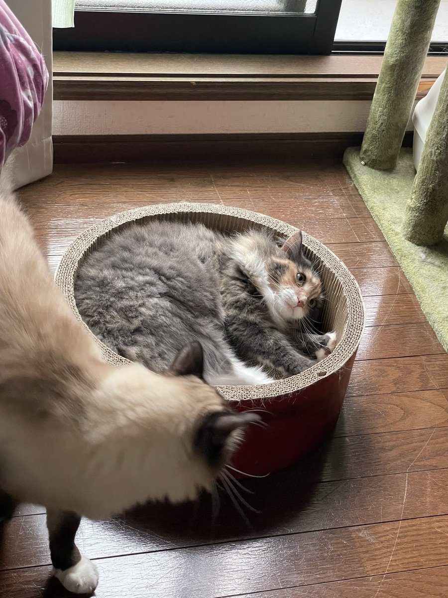 na0dc's tweet photo. こらぁ https://t.co/UVAAFDVY69