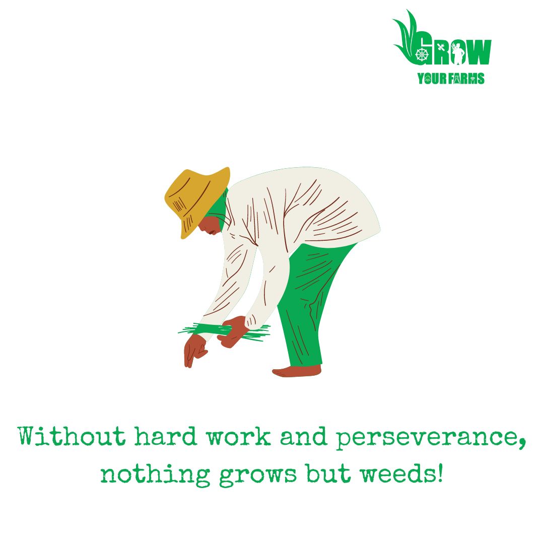 gyfagritech's tweet photo. In present scenario farmer needs both hard work and smart work. 

Adoption of GAPs which is localised and solves the local problems is key to have sustainable and profitable production. 

 #marketing #farming #production #growyourfarms #startuptn #startupindia #nativelead https://t.co/ircJ0oc5Ms