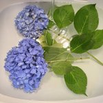 覚えておきたい…!紫陽花を貰ったら一度こうしたほうがいい？!