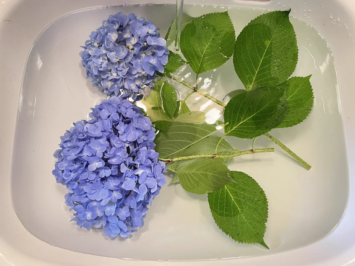覚えておきたい…！紫陽花を貰ったら一度こうしたほうがいい？！