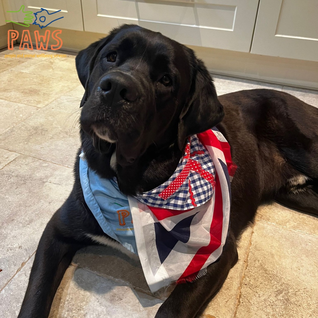 paws_wellbeing's tweet photo. Doesn’t Moose look handsome in his jubilee outfit! @moose_the_labernard
#labernard #animaltherapy https://t.co/QjCaoXWEUn