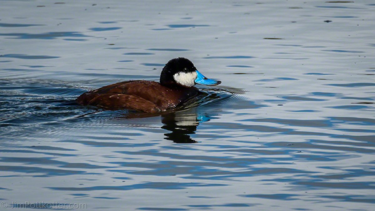 I've always thought the Ruddy Duck was so cute with its black and white head and blue beak. There is something about this bird that makes me smile. This one was trying to catch up to the rest of the group, and I couldn't help but laugh at how hard it was paddling. #nature #birds